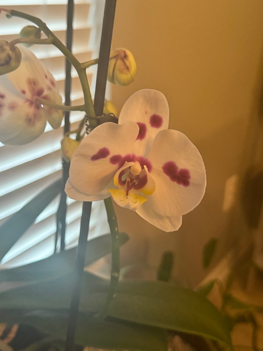 Just like an&nbsp;orchid…